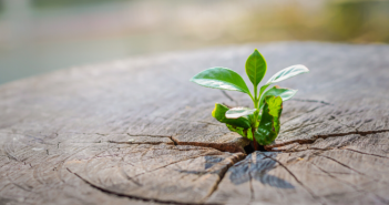 Green Shoots In Hiring - India Employer Forum